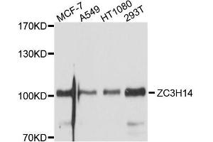 Western blot analysis of extracts of various cell lines, using ZC3H14 antibody. (ZC3H14 Antikörper  (AA 1-306))