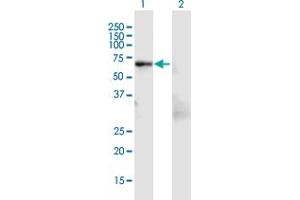 Western Blot analysis of LCP1 expression in transfected 293T cell line by LCP1 MaxPab polyclonal antibody. (LCP1 Antikörper  (AA 1-627))