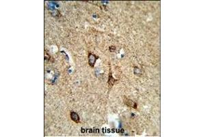 Formalin-fixed and paraffin-embedded human brain tissue reacted with COX5A Antibody (Center), which was peroxidase-conjugated to the secondary antibody, followed by DAB staining. (COX5A Antikörper  (AA 46-73))