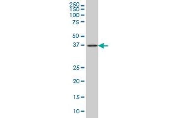 FAIM3 antibody  (AA 124-223)