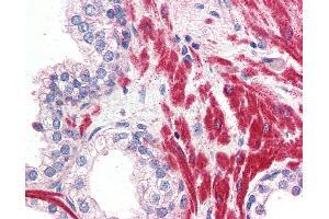 Anti-OR51E1 antibody IHC of human prostate.