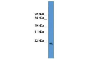 CBLN1 antibody used at 0. (CBLN1 Antikörper  (C-Term))