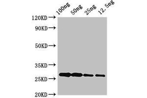 Western Blot Positive WB detected in Recombinant protein All lanes: albA antibody at 3. (AlbA (AA 1-93) Antikörper)