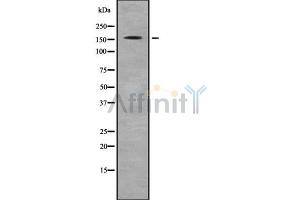 Western blot analysis GLI-3 using K562 whole cell lysates