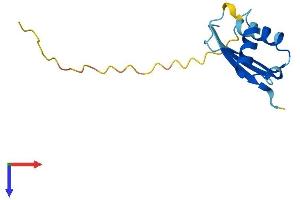 BOLA3 Protein (AA 1-110) (His tag)