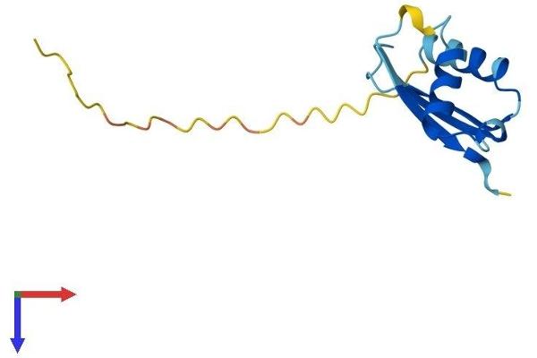BOLA3 Protein (AA 1-110) (His tag)