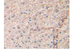 IHC-P analysis of Human Liver Tissue, with DAB staining. (EGFR Antikörper  (AA 713-984))