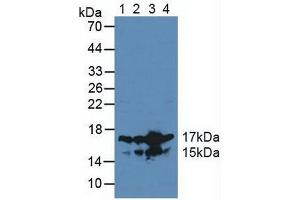 Figure. (HMGN2 Antikörper  (AA 2-81))