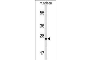 Western blot analysis of TPK1 Antibody in mouse spleen tissue lysates (35ug/lane) (TPK1 Antikörper  (N-Term))