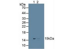 Figure. (UBD Antikörper  (AA 1-165))