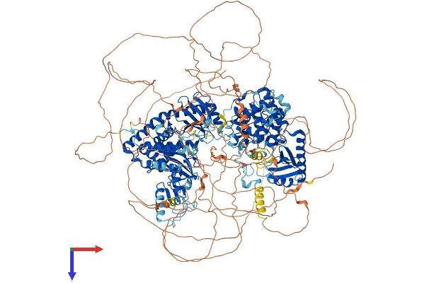 ZCCHC11 Protein (AA 1-1644) (His tag)