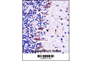 Mouse Mlk4 Antibody immunohistochemistry analysis in formalin fixed and paraffin embedded mouse cerebellum tissue followed by peroxidase conjugation of the secondary antibody and DAB staining. (MLK4 Antikörper  (AA 566-593))