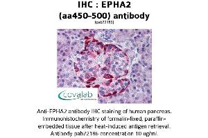Image no. 1 for anti-EPH Receptor A2 (EPHA2) (AA 450-500) antibody (ABIN1734074) (EPH Receptor A2 Antikörper  (AA 450-500))