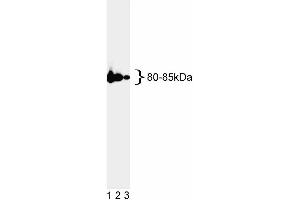 Western blot analysis of MLH1. (MLH1 Antikörper)