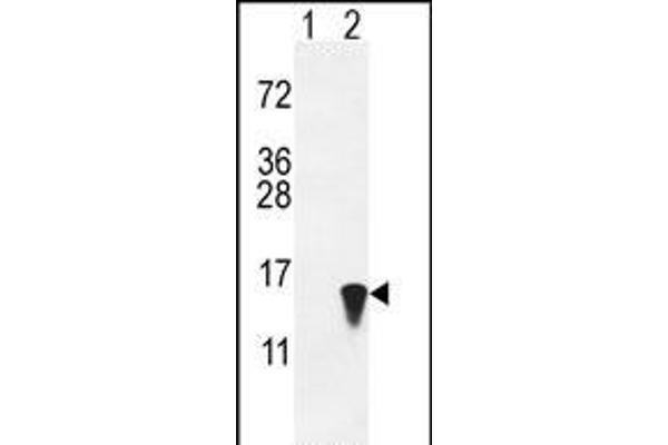 ISG15 antibody  (N-Term)