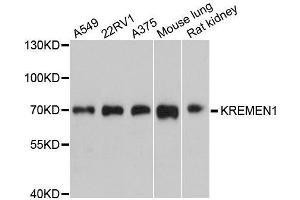 Western blot analysis of extracts of various cell lines, using KREMEN1 antibody. (KREMEN1 Antikörper  (AA 180-380))