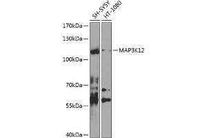 Western blot analysis of extracts of various cell lines, using MK12 antibody (ABIN6130534, ABIN6143493, ABIN6143494 and ABIN6224533) at 1:1000 dilution. (MAP3K12 Antikörper  (AA 1-210))