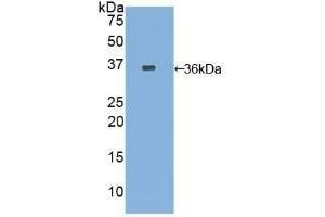 Western Blotting (WB) image for anti-Coagulation Factor III (thromboplastin, Tissue Factor) (F3) (AA 33-292) antibody (APC) (ABIN7437014)