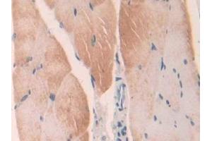 Detection of LGMN in Mouse Skeletal muscle Tissue using Polyclonal Antibody to Legumain (LGMN)