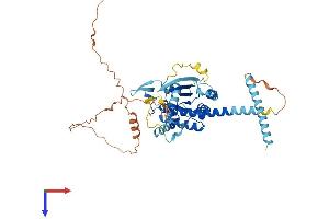 Septin 4 Protein (SEPT4) (AA 1-478) (His tag)