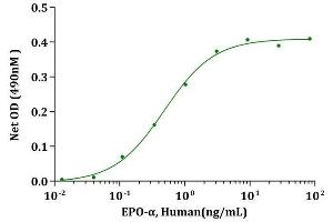 EPO-α, Human stimulates cell proliferation of TF-1 cells. (EPO Protein (AA 28-193))