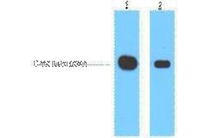 Western Blotting (WB) image for anti-Myc Tag antibody (ABIN3178555) (Myc Tag Antikörper)