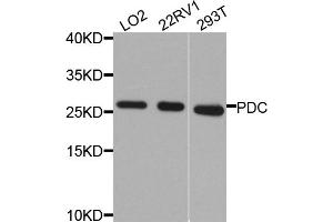 Western blot analysis of extracts of various cell lines, using PDC antibody. (Phosducin Antikörper)