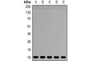 Western blot analysis of NDUFB5 expression in HepG2 (A), SW480 (B), mouse liver (C), mouse brain (D), rat kidney (E) whole cell lysates. (NDUFB5 Antikörper)