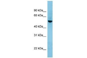SHB antibody used at 1 ug/ml to detect target protein. (SHB Antikörper  (N-Term))