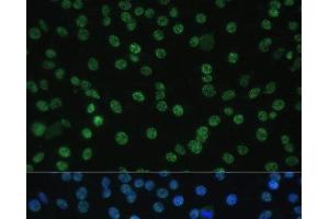 Immunofluorescence (IF) image for anti-THO Complex 4 (THOC4) antibody (ABIN7261904)