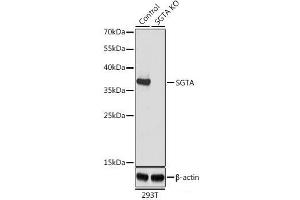 Western blot analysis of extracts from normal (control) and SGTA knockout (KO) 293T cells using SGTA Polyclonal Antibody at dilution of 1:1000. (SGTA Antikörper)