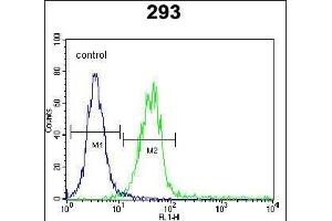 CLEC11A Antibody (Center) (ABIN655039 and ABIN2844670) flow cytometric analysis of 293 cells (right histogram) compared to a negative control cell (left histogram). (CLEC11A Antikörper  (AA 145-174))