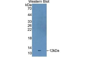 Western Blotting (WB) image for anti-Selenoprotein X, 1 (SEPX1) (AA 1-116) antibody (ABIN1860532) (MSRB1 Antikörper  (AA 1-116))