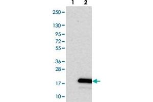 Western blot analysis of Lane 1: Negative control (vector only transfected HEK293T lysate). (SPACA4 Antikörper)