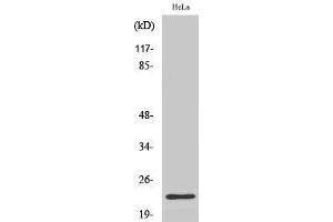 Western Blotting (WB) image for anti-Immunoglobulin lambda-Like Polypeptide 1 (IGLL1) (N-Term) antibody (ABIN3183743) (IGLL1 Antikörper  (N-Term))