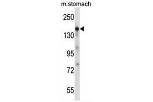 EGF Antibody (Center) western blot analysis in mouse stomach tissue lysates (35µg/lane). (EGF Antikörper  (Middle Region))