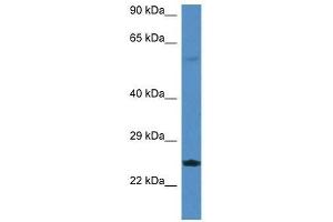 Western Blot showing Rerg antibody used at a concentration of 1.