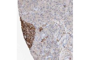 Immunohistochemical staining (Formalin-fixed paraffin-embedded sections) of human pancreas with WFS1 polyclonal antibody  shows strong membrane and cytoplasmic positivity in islet cells.