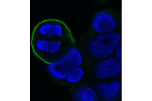 Image no. 1 for anti-Mitotic Cells antibody (ABIN335393)