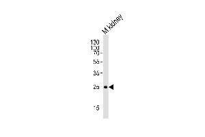 Western blot analysis of mouse kidney tissue lysate, using SNAI1 Antibody (N-term R8) (ABIN388812 and ABIN2839130). (SNAIL Antikörper  (N-Term))