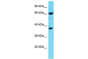 Host: Rabbit  Target Name: Rnpep  Sample Tissue: Mouse Lung lysates  Antibody Dilution: 1.