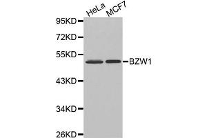 Western Blotting (WB) image for anti-Basic Leucine Zipper and W2 Domains 1 (BZW1) antibody (ABIN1875479) (BZW1 Antikörper)