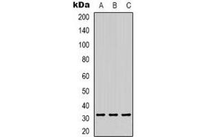 Western blot analysis of PEX19 expression in Jurkat (A), MCF7 (B), K562 (C) whole cell lysates. (PEX19 Antikörper  (C-Term))