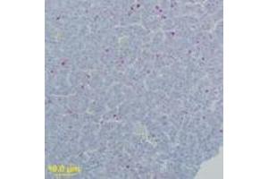 Image no. 2 for anti-West Nile Virus (WNV) (AA 73-86) antibody (ABIN199990) (West Nile Virus Antikörper  (AA 73-86))