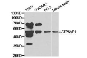 Western Blotting (WB) image for anti-ATPase, H+ Transporting, Lysosomal Accessory Protein 1 (ATP6AP1) antibody (ABIN1871166) (ATP6AP1 Antikörper)