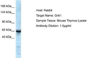 Host: Rabbit Target Name: Grik1 Sample Type: Mouse Thymus lysates Antibody Dilution: 1. (GRIK1 Antikörper  (Middle Region))