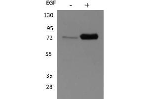 Western Blot of Rabbit anti-p90 RSK1 antibody. (RPS6KA1 Antikörper  (C-Term))