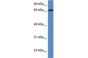Image no. 1 for anti-Alveolar Soft Part Sarcoma Chromosome Region, Candidate 1 (ASPSCR1) (AA 258-307) antibody (ABIN6746961)