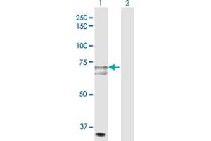 Western Blot analysis of SLC27A1 expression in transfected 293T cell line by SLC27A1 MaxPab polyclonal antibody.