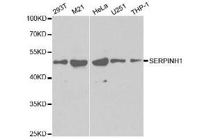 Western blot analysis of extracts of various cell lines, using SERPINH1 antibody.